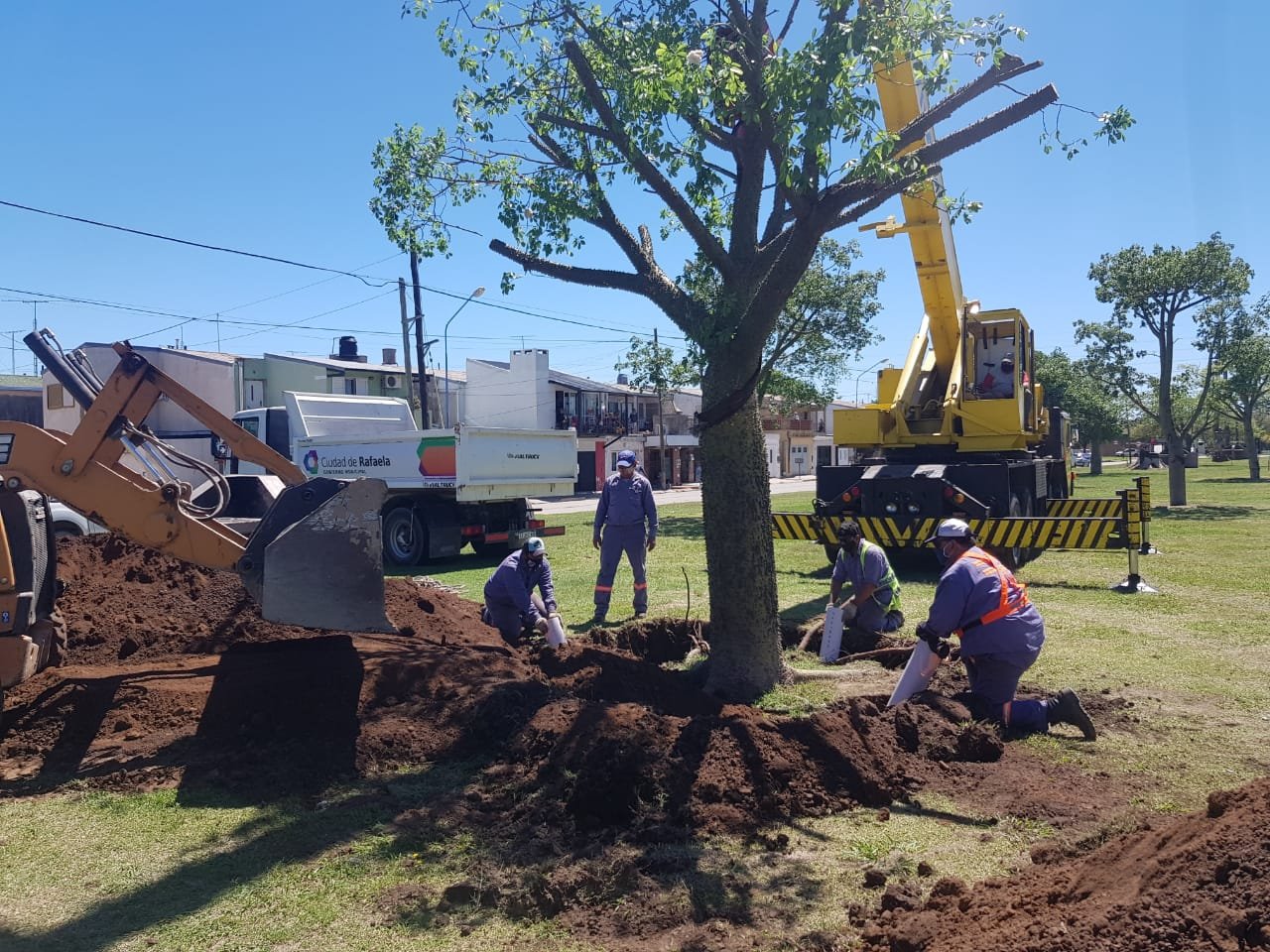 Como-hacer-un-trasplante-de-arboles-grandes-en-Mexico